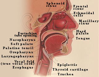 nasal and sinus